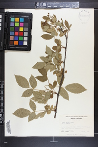 Rubus argutus image