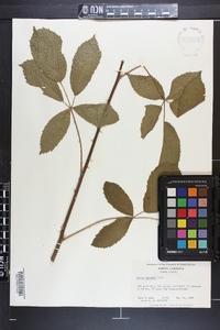 Rubus argutus image