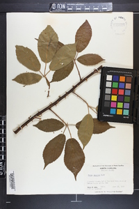 Rubus argutus image