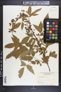 Rubus argutus image