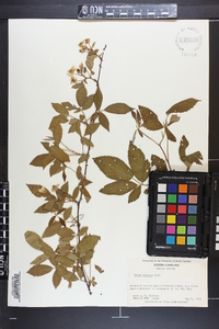 Rubus argutus image