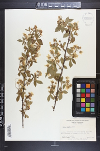 Rubus argutus image