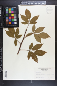 Rubus argutus image