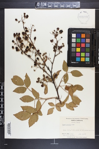 Rubus argutus image