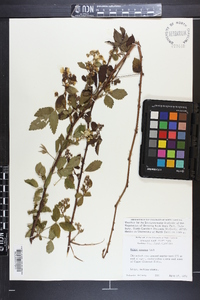 Rubus argutus image