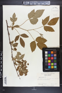 Rubus argutus image