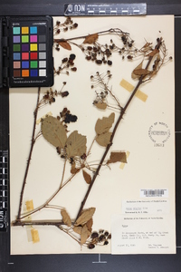 Rubus argutus image