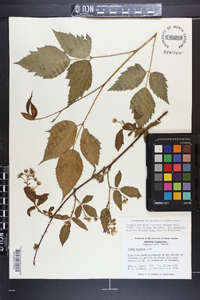 Rubus argutus image