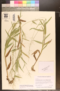 Dichanthelium sphaerocarpon image