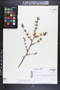 Prunus tomentosa image