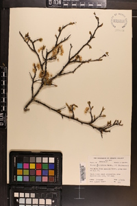 Prunus angustifolia image