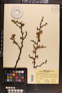 Prunus angustifolia image