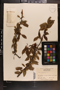 Prunus angustifolia image