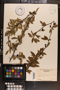 Prunus angustifolia image