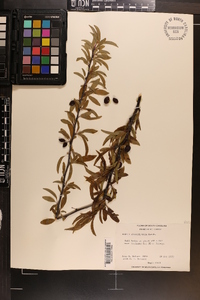 Prunus angustifolia image