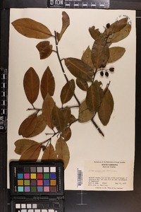 Prunus caroliniana image