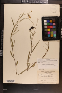 Crotalaria purshii image