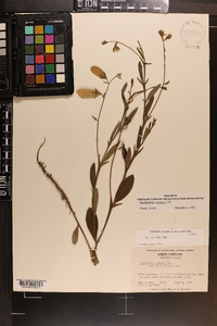 Crotalaria purshii image