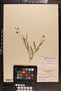 Crotalaria purshii image