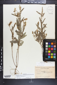 Crotalaria sagittalis image