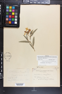 Crotalaria sagittalis image