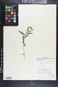 Crotalaria sagittalis image