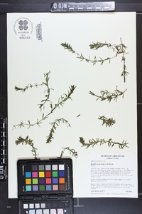 Hydrilla verticillata image