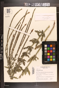 Verbena xutha image