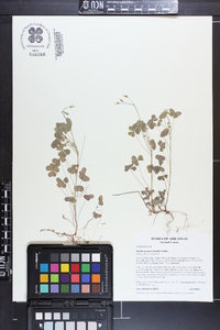 Oxalis texana image