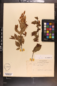 Prunus umbellata image