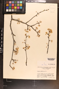 Prunus umbellata image