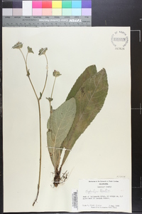 Elephantopus tomentosus image