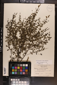 Baptisia tinctoria image