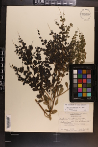 Baptisia tinctoria image