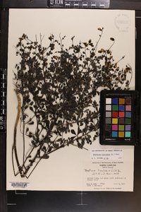 Baptisia tinctoria image