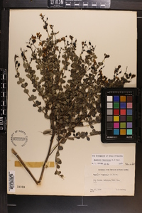 Baptisia tinctoria image