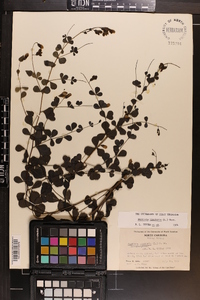 Baptisia tinctoria image