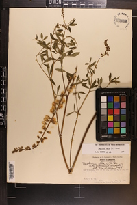 Baptisia alba image