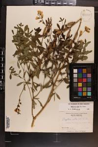 Baptisia alba image