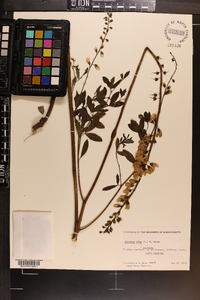 Baptisia alba image