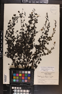 Baptisia tinctoria image