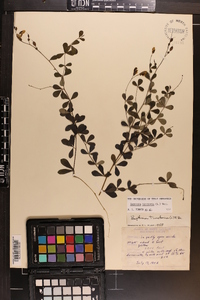 Baptisia tinctoria image