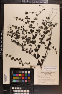 Baptisia tinctoria image