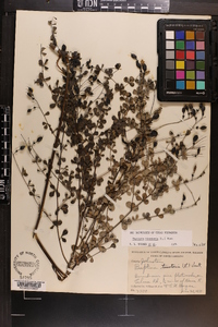 Baptisia tinctoria image