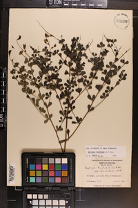 Baptisia tinctoria image