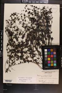 Baptisia tinctoria image