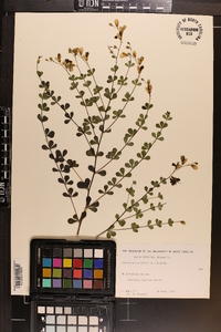 Baptisia tinctoria image