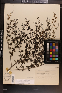 Baptisia tinctoria image