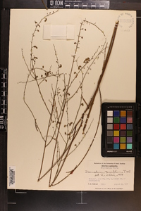 Desmodium tenuifolium image