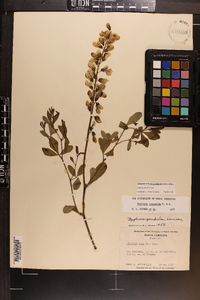 Baptisia alba image